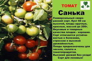 Томат Санька характеристика і опис сорту, помідори Санька і догляд за ними