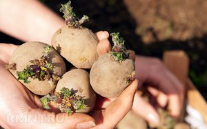 Підготовка картоплі до посадки: основні правила і способи пророщування
