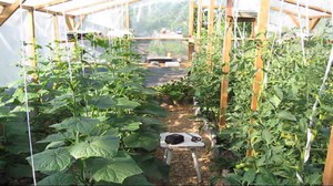 Посадка і вирощування перцю в теплиці з полікарбонату і догляд за ним
