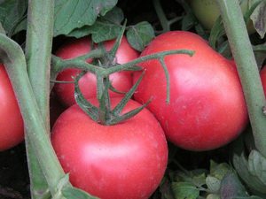Характеристика сорту томата Бобкат, його опис і особливості вирощування