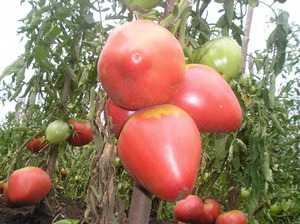 Сорт томатів Рожевий мед: характеристика і опис, застосування і стійкість до хвороб