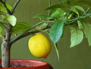 Способы прививки лимона