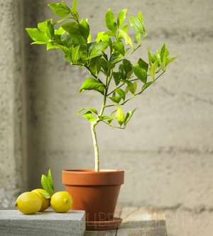 ВИРОЩУВАННЯ лимонного дерева в домашніх умовах: особливості догляду