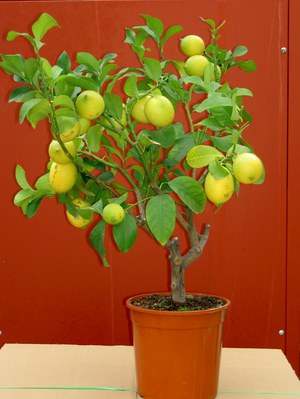 ВИРОЩУВАННЯ кімнатного лимона: популярні сорти, як доглядати в домашніх умовах