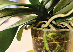 Реанімувати орхідею, якщо корінь згниває і умови, як оживити орхідею