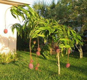 Як посадити і виростити манго з кісточки самому в домашніх умовах: як росте дерево манго