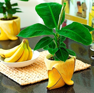 Як виростити банан в домашніх умовах: як вибрати квітковий горщик, догляд, полив і освітлення