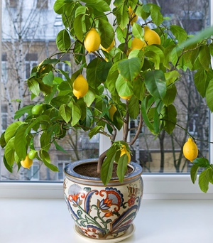Лимон Павловський — догляд, розмноження і вирощування в домашніх умовах
