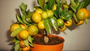 Як виростити мандарин з кісточки в домашніх умовах, підбір посівного матеріалу і правила догляду