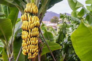 Як, де і на чому ростуть банани, корисні властивості плодів рослини і протипоказання