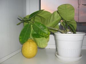 Як вирощувати лимона з кісточки в домашніх умовах, боротьба з хворобами і шкідниками