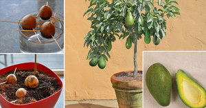 Як виростити авокадо з кісточки в домашніх умовах і на ділянці??