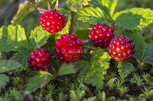 Княженіка звичайна: опис рослини, особливості посадки та догляду, корисні властивості ягоди