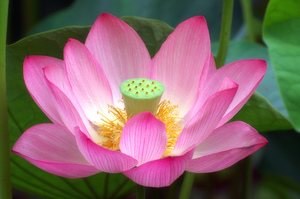 Рожева квітка лотос — це унікальне цілюща рослина