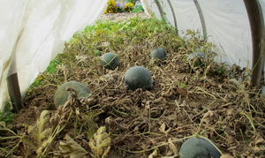 Кавуни: опис, особливості вирощування, посадка у відкритий грунт і догляд за рослинами