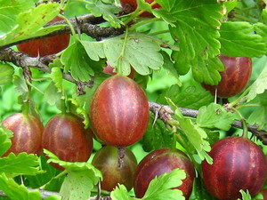 Чорна і червона смородина: види плодових чагарників, опис поширених сортів