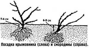 Смородина -  посадка и уход