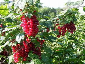 Види червоної смородини: Голландський та інші ранні та пізні сорти з хорошими великими ягодами