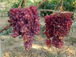 Опис сорту винограду Віктор: особливості гібрида, догляд за лозою