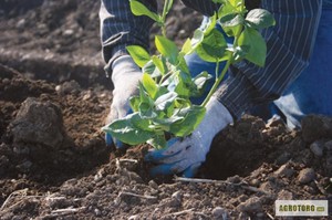 Садова лохина — посадка і догляд за рослиною; вирощування у відкритому грунті