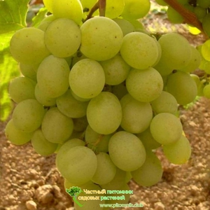 Опис винограду талісман, рекомендації по посадці і догляду