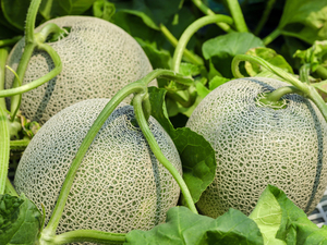 Дыня канталупа (cantaloupe)