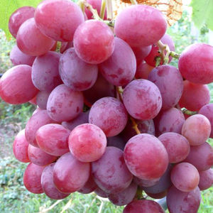Виноград сорту Анюта: особливості вирощування та догляду, переваги і недоліки