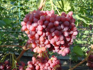 Виноград Велес: вирощування і догляд, опис сорту, переваги і недоліки