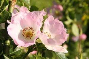 Опис коричного шипшини (Rosa cinnamomea) або шипшини травневого (Rosa majalis)