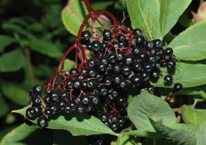 Властивості ягоди бузини, рослина чорна бузина: особливості, лікувальні якості та опис