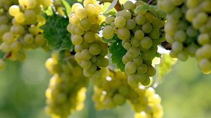 Виноград кишмиш Угорський: опис, розмноження і догляд за рослиною