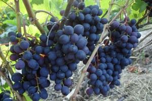 Сорт винограду Лора: опис, поява, характеристики