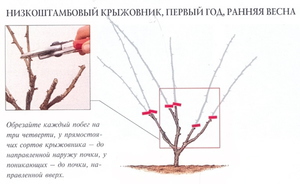 Как правильно обрезать крыжовник