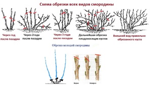 Как обрезать смородину