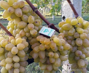 Опис винограду сорту Юліан, особливості вирощування