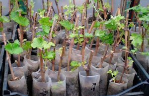 Як виростити виноград з держака навесні: розведення, посадка і догляд