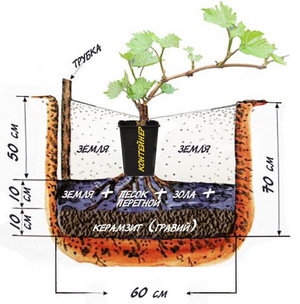 Как формировать куст винограда