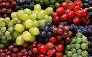 Вирощування і догляд за виноградом в території середньої смуги Росії