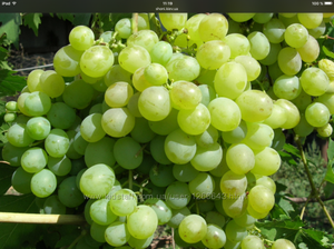 Особливості вирощування сорту винограду Кеша: догляд, підгодівля і обрізка