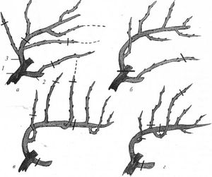 Как производить обрезку винограда