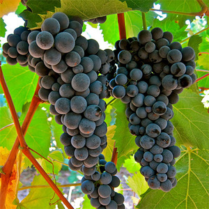 Кращі винні сорти винограду: основні особливості та рекомендації