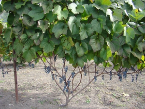 Амурський виноград: опис, рекомендації по посадці і догляду за ним