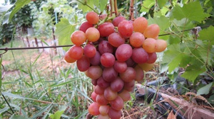 Опис сорту винограду &quot;Лівія&quot;: посадка, догляд, правила зимівлі