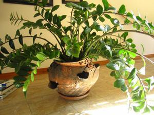 Заміокулькас: догляд в домашніх умовах, особливості розмноження, цвітіння і пересадка доларового дерева