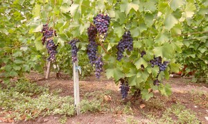 Сорт винограду Кодрянка з його описом, посадка і догляд