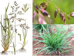 Тонконіг лучний: середовище зростання, види трави, особливості вирощування та шкідники рослини