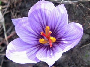 Шафран: опис, способи вирощування квітки і особливості догляду, популярні сорти