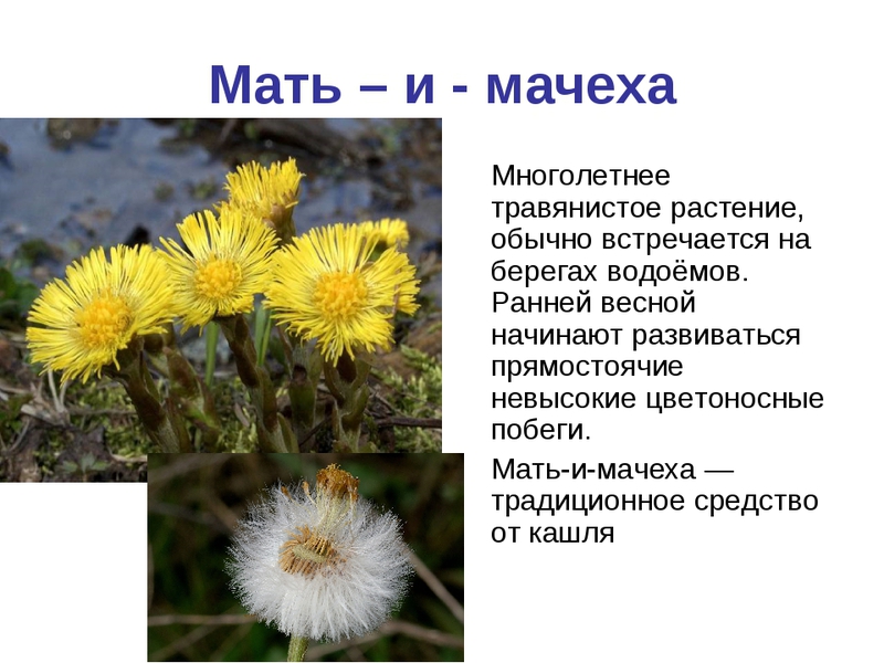 Применение мать-и-мачехи