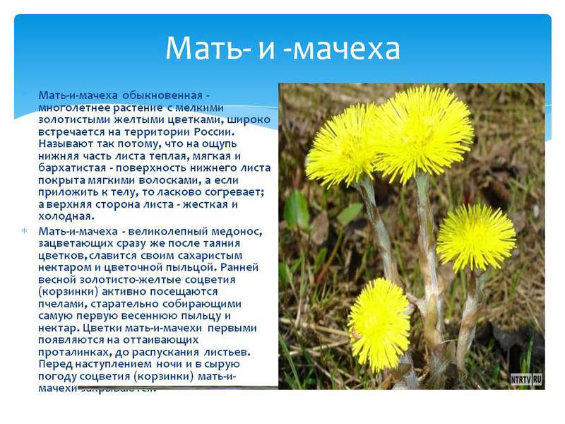 Настойки из мать-и-мачехи