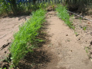 Як правильно садити кріп насінням у відкритий грунт: правила посадка кропу, підготовка насіння і вибір сорту